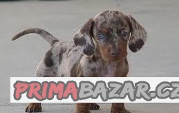 Poptávám Merle jezevčíka. Jako na fotkách.