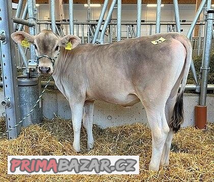 Plemenné jalovice BROWN SWIS
