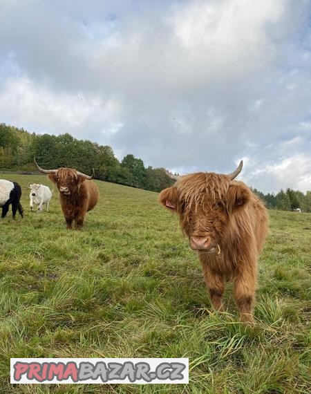 Prodám telata Galloway x Highland