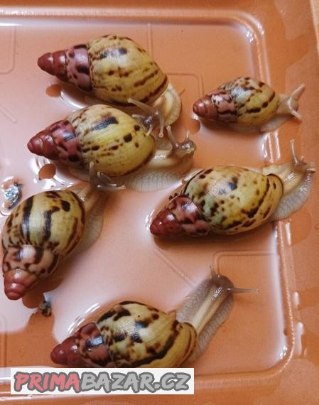 Lissachatina iredalei Zanzibar Lissachatina iredalei Zanzibar