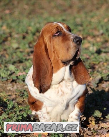 Basset Hound