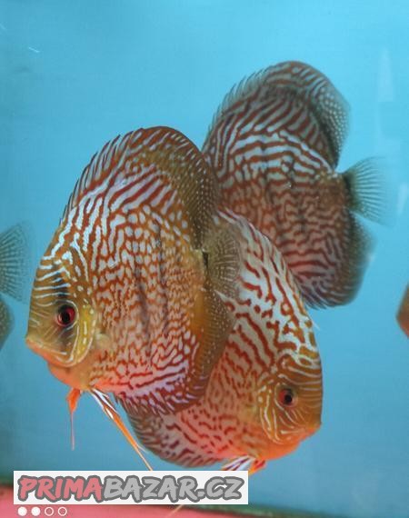 Discus terčovec red tyrkys chovné-sleva.