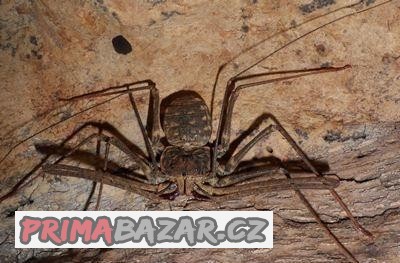 Euphrynichus bacillifer