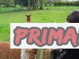 Alpaka a lama Granule - Gunyah z NL