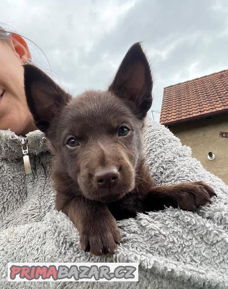Australská kelpie