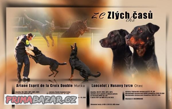 Beauceron s PP