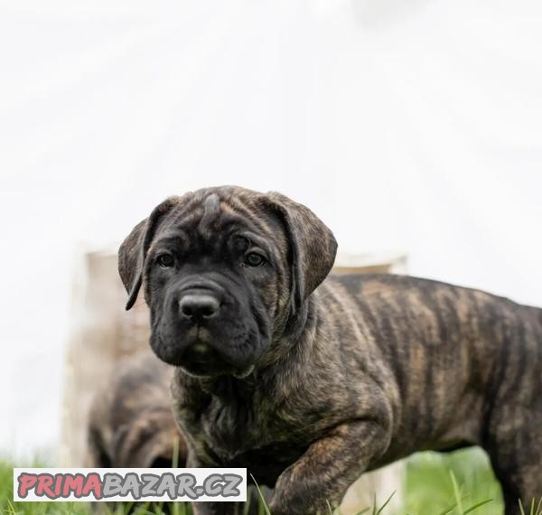 Cane corso - štěňátka s PP