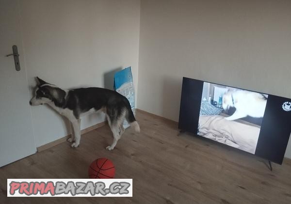 Potřebuji pohlídat štěně 11 měsíčního sibiřského huskyho