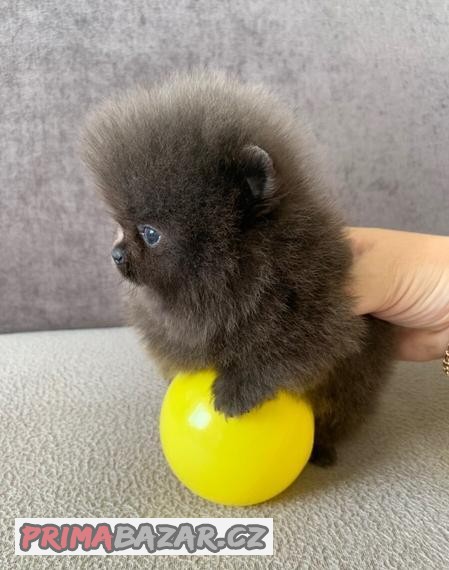 Pomeranian štěňata Na Prodej
