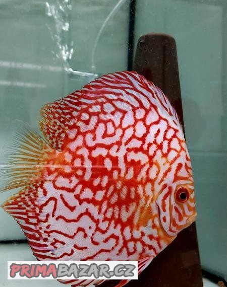 Discus - Terčovec
