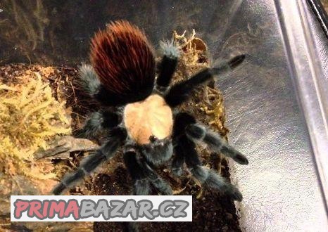 Sklípkan Brachypelma albiceps - samička Sklípkan Brachypelma albiceps - samička