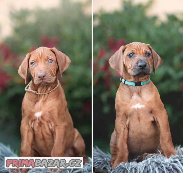 Rhodéský Ridgeback - štěňátka s PP