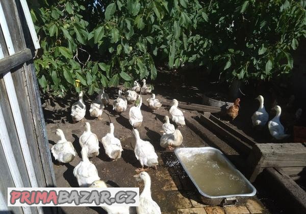 Prodám pekingské kachny (živé)