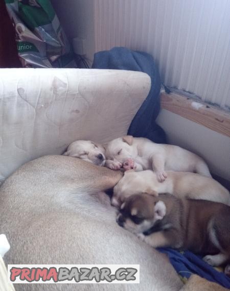 Prodám alijašskou husky cena