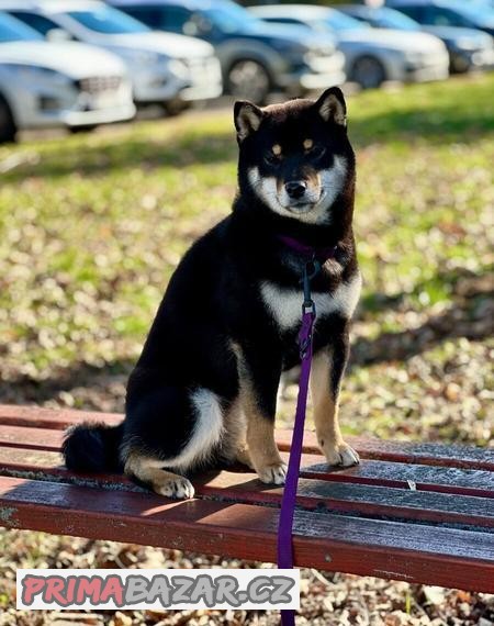 Štěnátka shiba inu s PP FCI