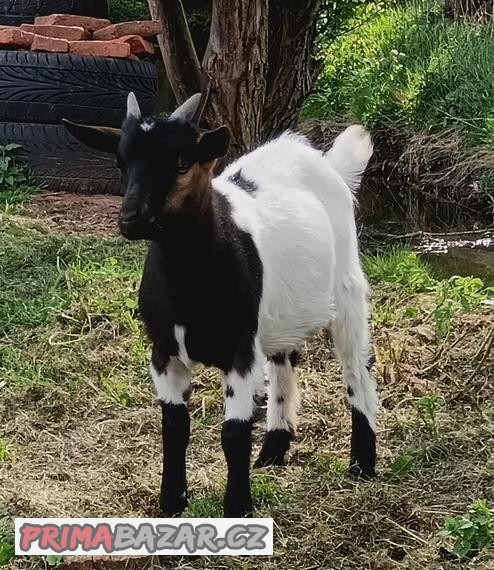 Holandský zakrslý koza - kozlík