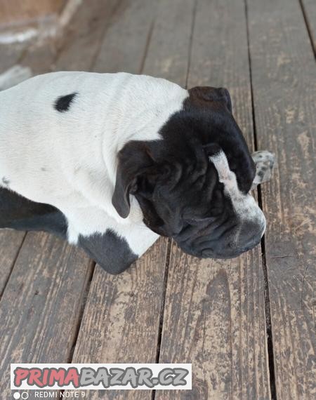 BULL PEJ