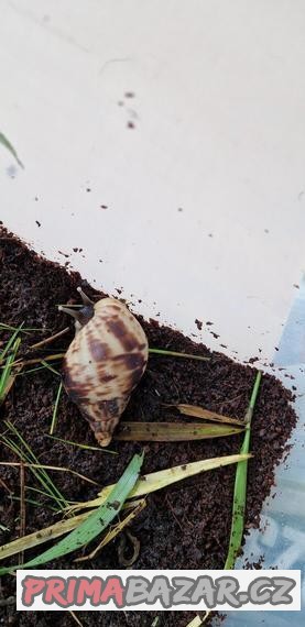 Africký šnek - Archachatina marginata ovum Nigeria leucistic