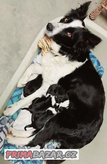 Border Collie