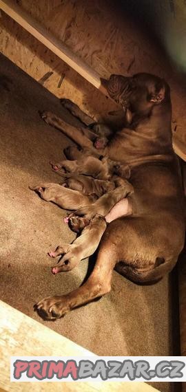 Americký pitbulterier pitbul pitbull red nose Top psiki