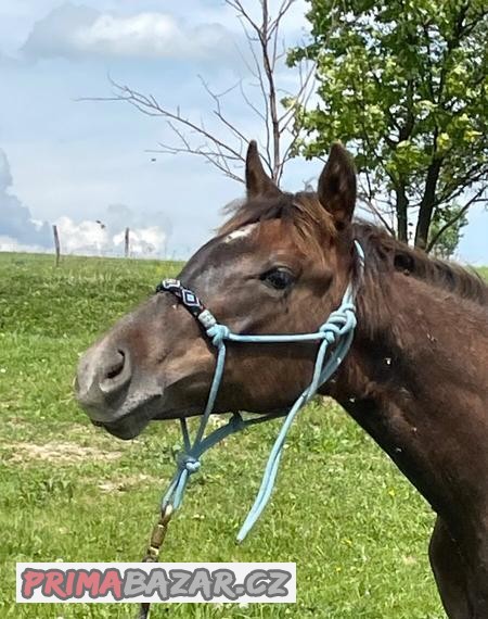 Quarter horse