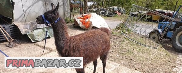 Lama krotká,samec