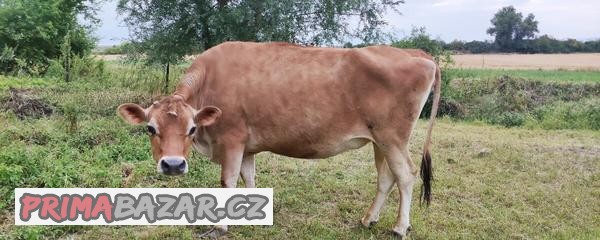Hraběnka Jersey cistokrevna J100  USA / DE