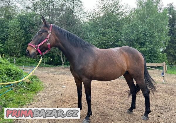 American Paint horse American Paint horse