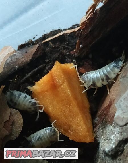 Stínky Isopods