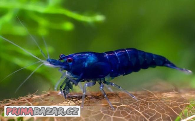 Neocaridina - blue dream akce 10+1