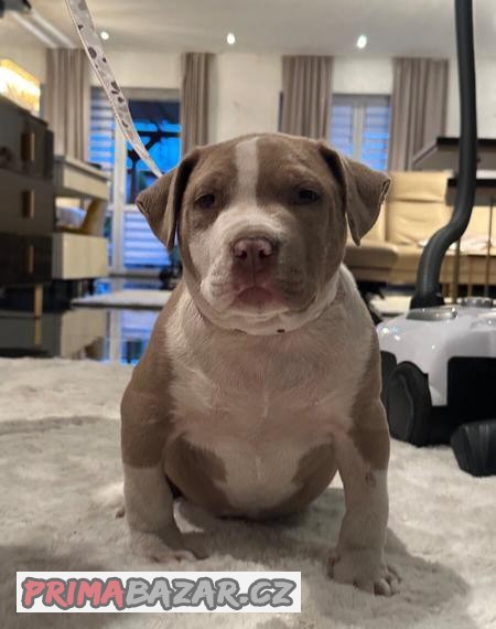 American bully XL