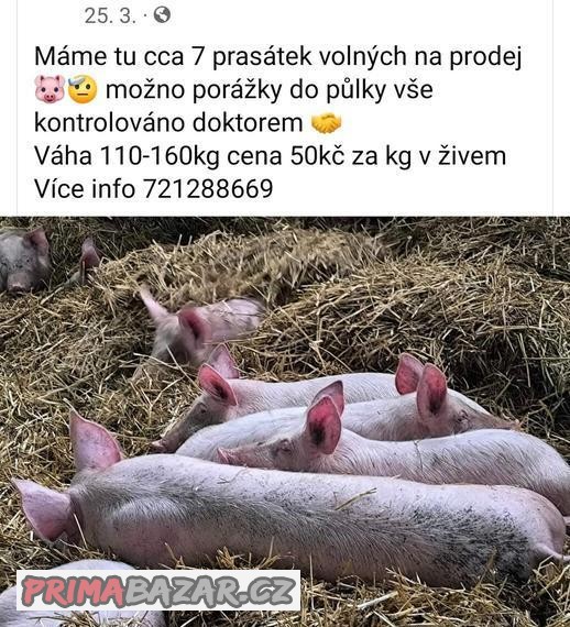 Prodáp prasata