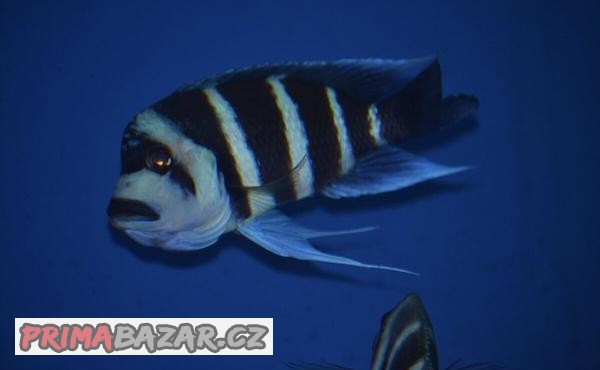 Cyphotilapia gibberosa Blue Zaire Moba WF