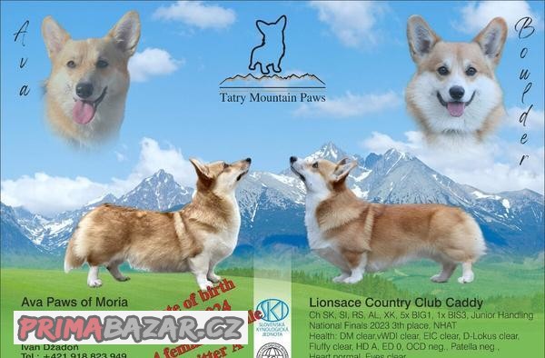Welsh Corgi Pembroke s PP