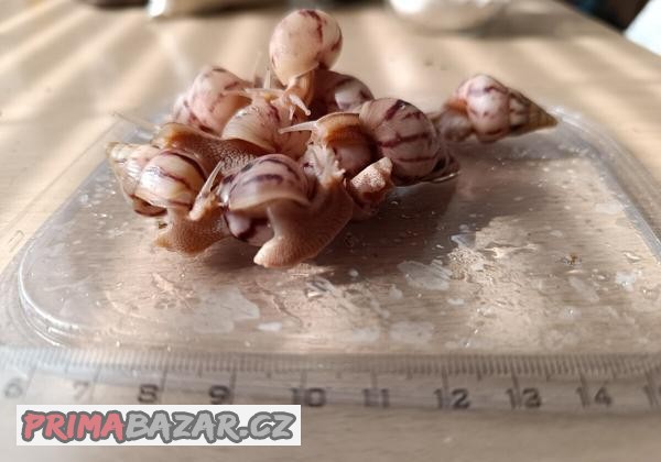 Limicolaria Agathina Nigeria
