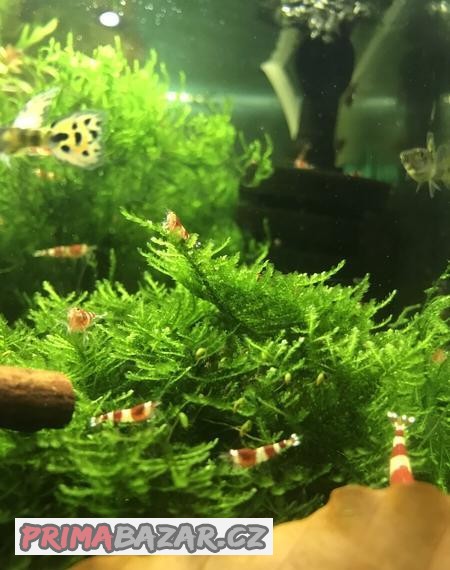 mech christmass moss