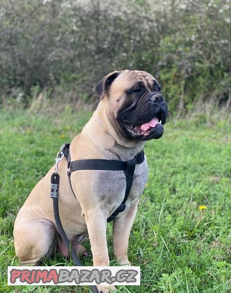 Bullmastiff na krytí