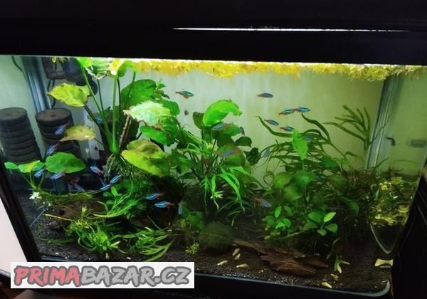 Akvarijní set 58litrů komplet viz foto včetně asi 50 neonek