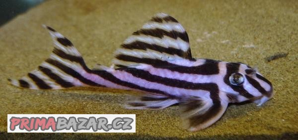Prodám Hypancistrus zebra L 46