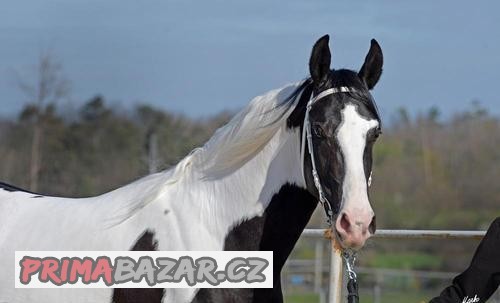 Barokní pinto - homozygotní hřebec k připouštění