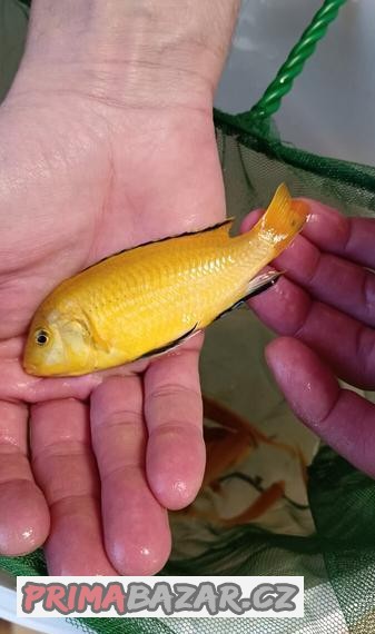 Labidochromis caeruleus, Malawi