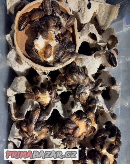 Blaptica dubia