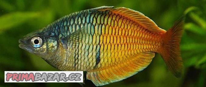 Akvarijní rybičky