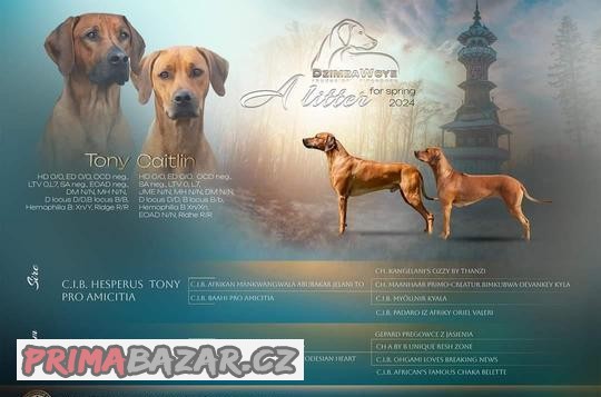 Štěňátka Rhodeský Ridgeback
