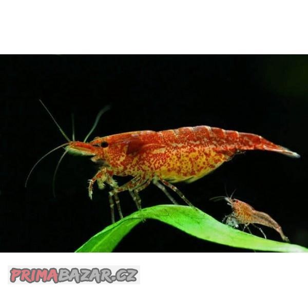 Krevetky Red cherry