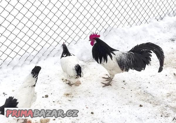 Násadová vejce a kuřata Lakenfeldka Násadová vejce a kuřata Lakenfeldka