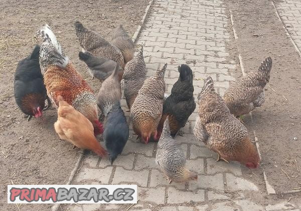 Slepice Bielefeldky, bielefeldske rodobarvé slepice