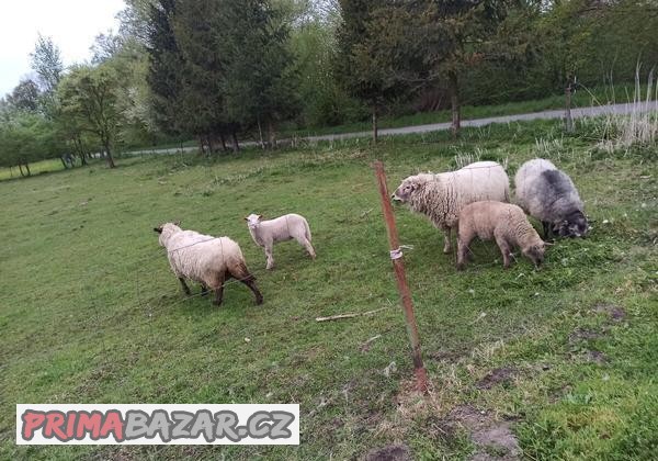 Ovečka a Beránek