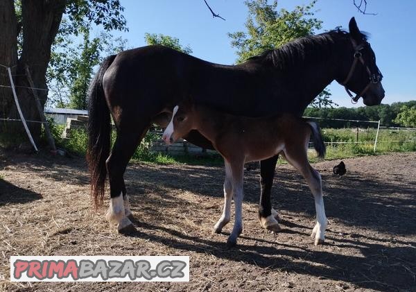 Pony kobylka WPBR