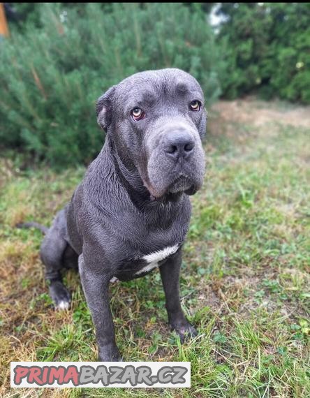 cane-corso-kryti